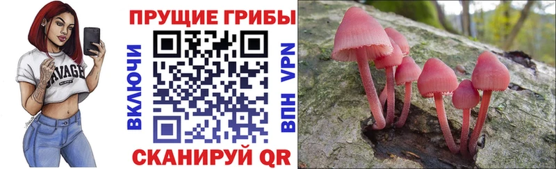 где можно купить   Белгород  Псилоцибиновые грибы Psilocybine cubensis 